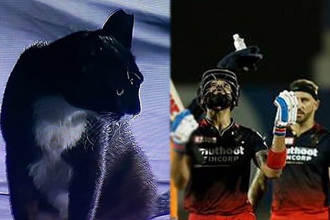 Black Cat