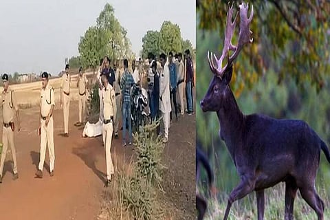 Black Deer