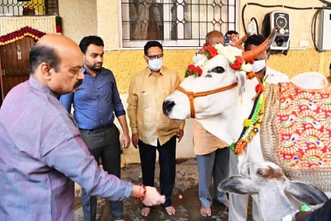 CM Cow (1)