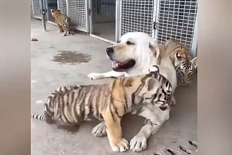 Dog
