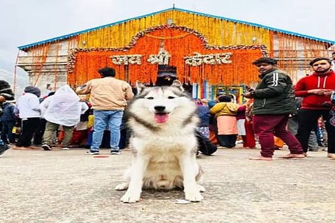 Dog Kedaranath