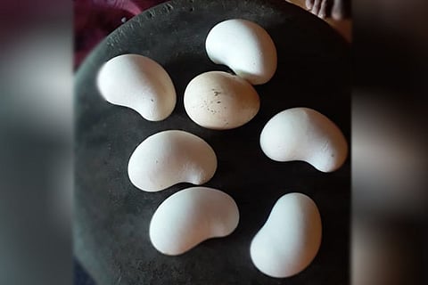 Egg