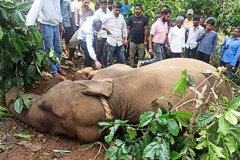 Elephant