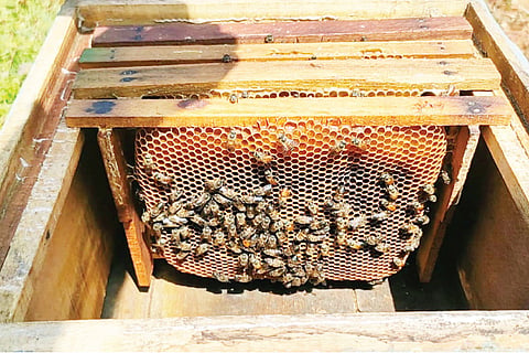 Honey