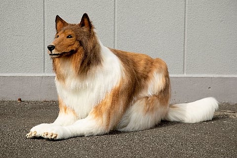Japan Man Dog