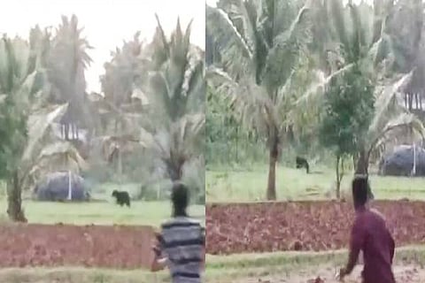 Karadi