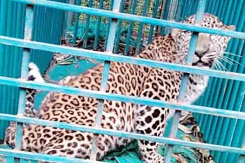 Leopard