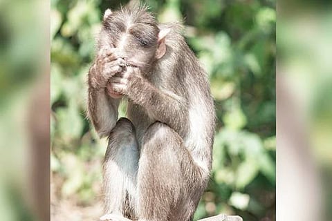 Monkey