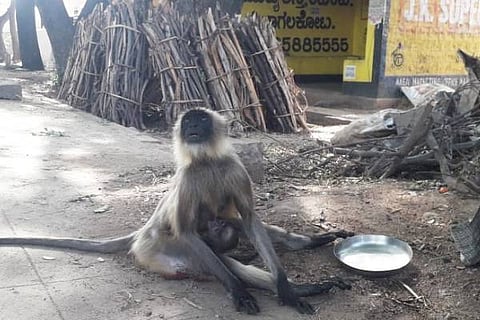 Monkey