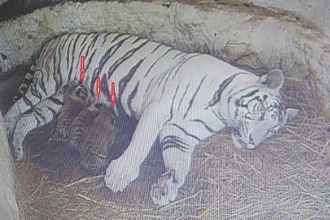 Mysore Chamarajendra Zoo Tiger tara 3 cubs Birth