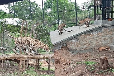 Bannerughatta Leopard cheetha Safari