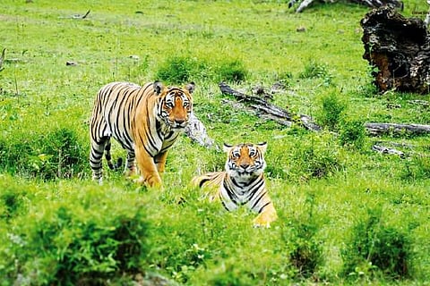 kabini tiger