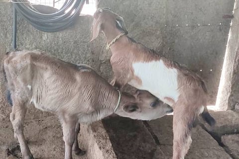 goat milk cow's calf
