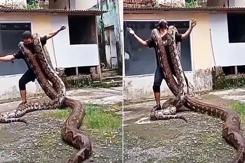 Python dance