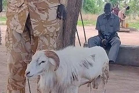 Sheep
