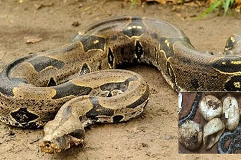 Snake