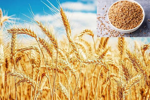Wheat