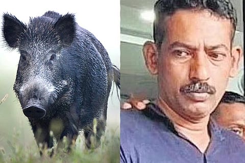 Wild Boar