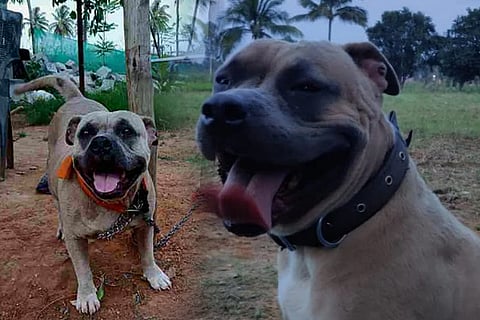 dog