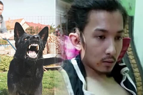 dog
