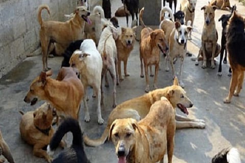 dogs