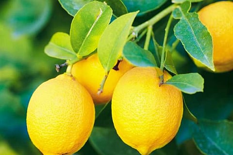 lemon new