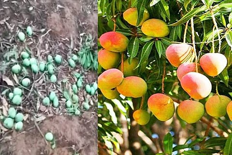 mango kolar
