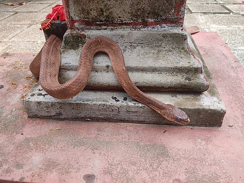 mng may 28 Saaribala snake 1