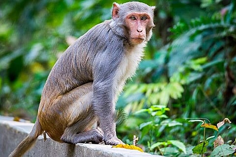 monkey
