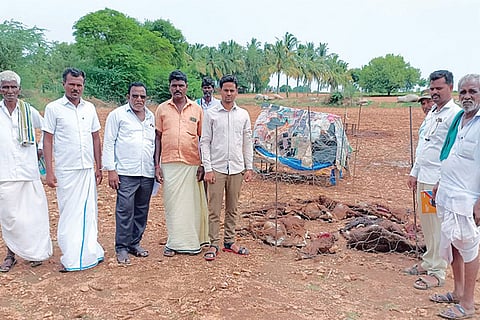 030622 Hirekheda Village Sheep Deaths