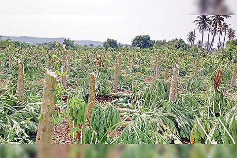 060622 Pamanakalluru Pappayya Seeds Collaps