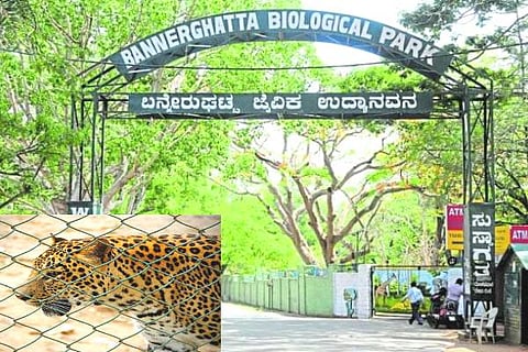 Bannerughatta