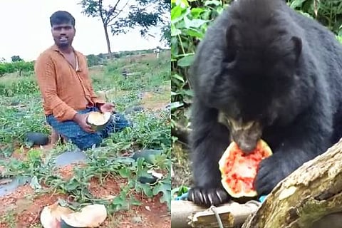 Bearattack