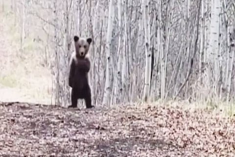 Bearcubs