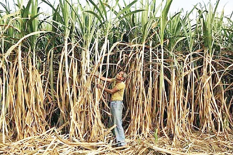 Cane