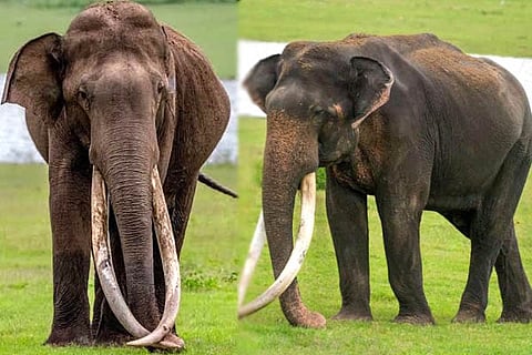 Elephant
