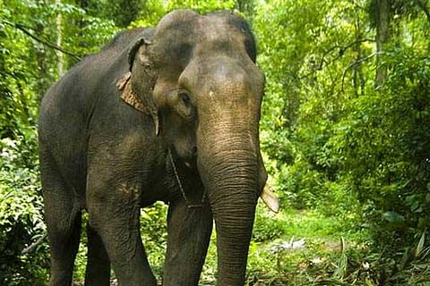 Elephant