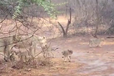 Gir Forest