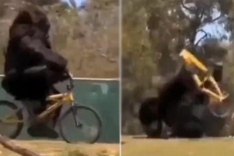 Gorilla