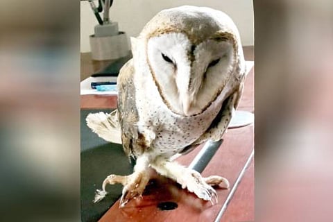 White Owl