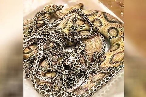 kolaku mandala snake