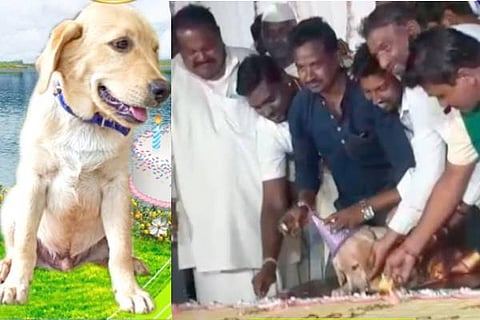 dog birth day