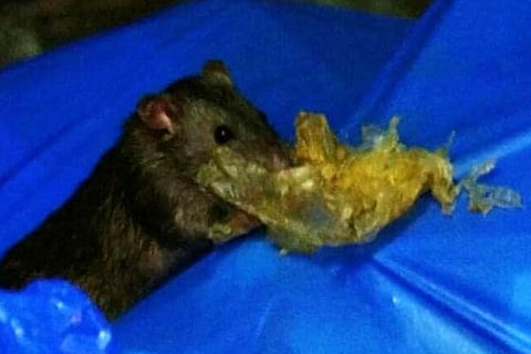 Rats