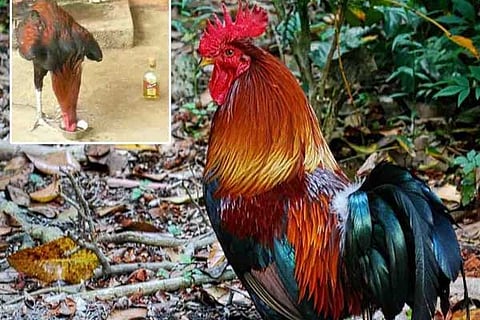 Rooster