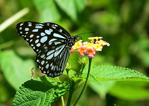 buterflyPark