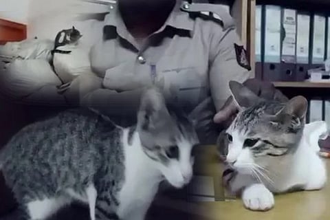 cat
