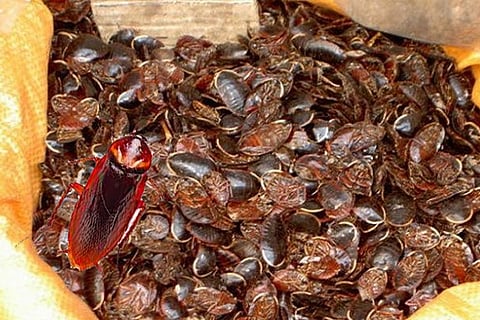 cockroach'