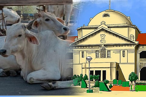 cow