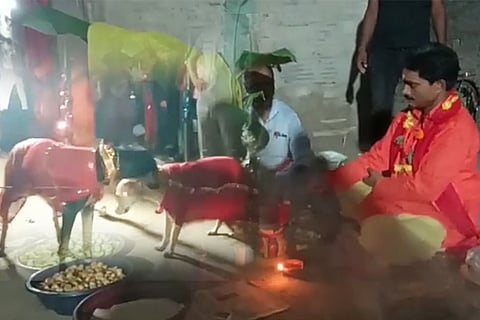 dog