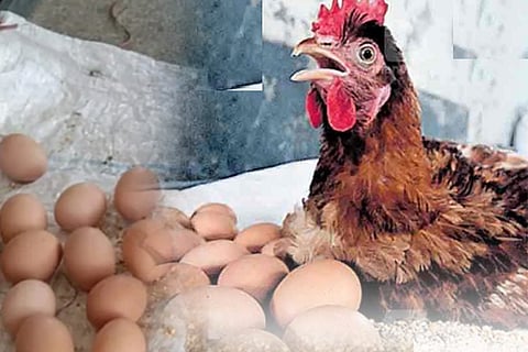 hen